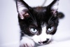 Katze