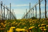 Weinberge klein